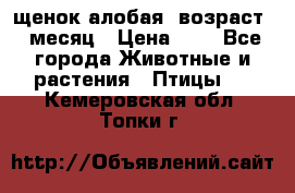 щенок алобая .возраст 1 месяц › Цена ­ 7 - Все города Животные и растения » Птицы   . Кемеровская обл.,Топки г.